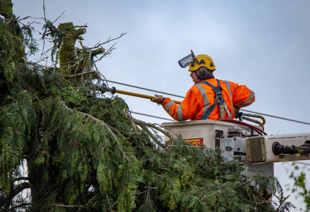 Best Tree Risk Assessment  in Lo, HI